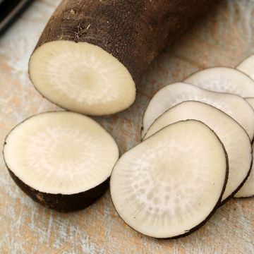 Rabanete Preto comprido grande de inverno de Paris