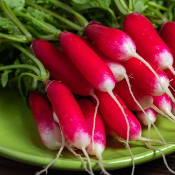 Rabanete Pontvil Vilmorin