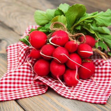 Rabanete Scarlet Globe