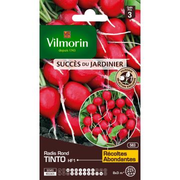 Rabanete Tinto F1 Vilmorin