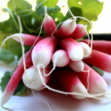 Rabanete 18 Dias Bio