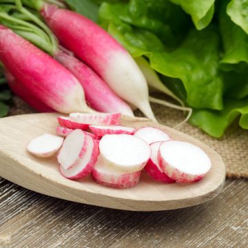 Rabanete de 18 Dias + Amostra de Rabanete Expo F1 Vilmorin