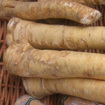 Mostarda-dos-Monges rústico