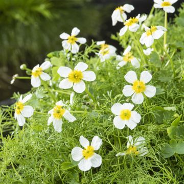 Ranunculus aquatilis - Ranúnculo-de-água
