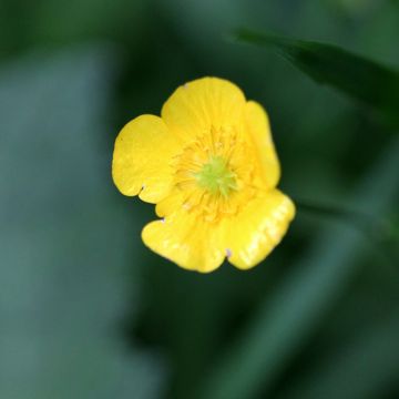 Ranunculus flammula - Ranúnculo-flâmula