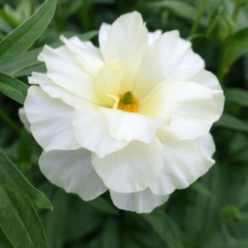 Ranúnculo Butterfly Graces - Ranunculus asiaticus