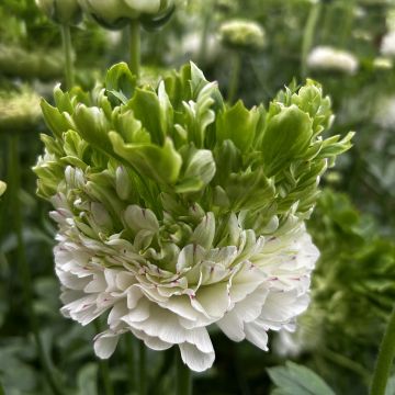 Ranúnculo Crown Giverny - Ranunculus asiaticus