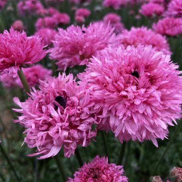 Ranúnculo Poodle Ramlia - Ranunculus asiaticus