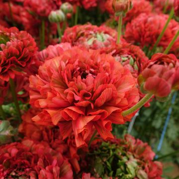 Ranúnculo Crown Bastille - Ranunculus asiaticus