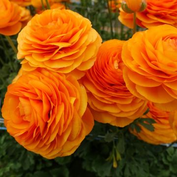 Ranúnculo Romance Digne - Ranunculus asiaticus