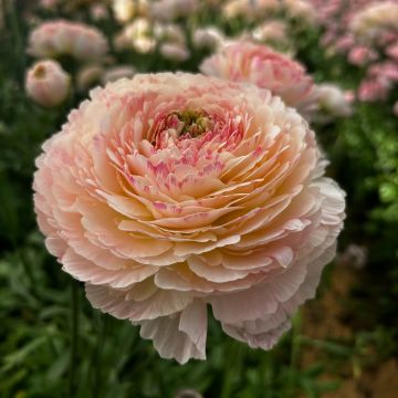 Ranúnculo Romance Maritime - Ranunculus asiaticus