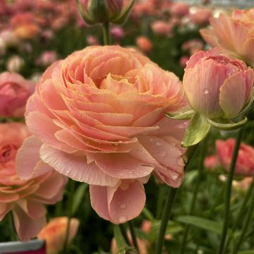 Ranúnculo Romance Nohant - Ranunculus asiaticus