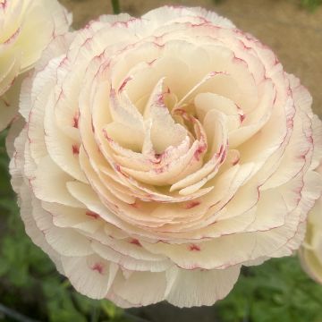 Ranúnculo Romance Orleans - Ranunculus asiaticus