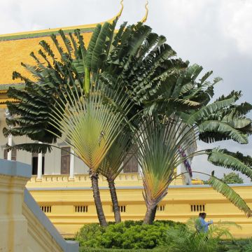 Ravenala madagascariensis