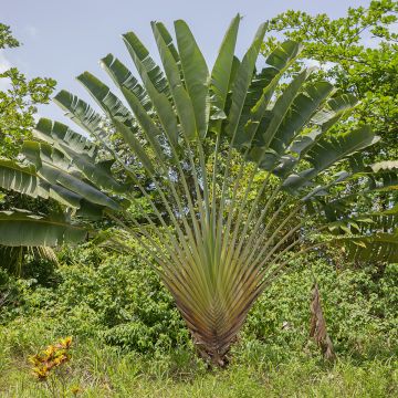 Ravenala madagascarensis em sementes