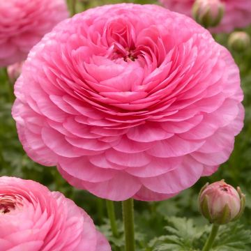 Ranúnculo Supreme Pink - Ranunculus asiaticus