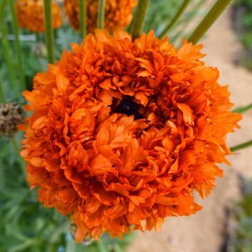 Ranúnculo Poodle Mudassar - Ranunculus asiaticus