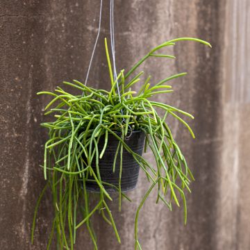 Rhipsalis baccifera