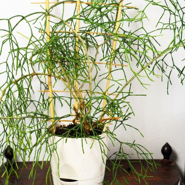 Rhipsalis burchellii