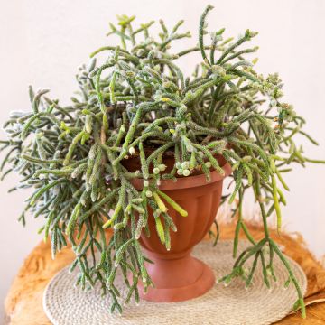 <em>Rhipsalis horrida</em> - cacto‑visco