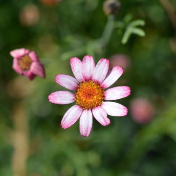 Rhodanthemum Marrakesh