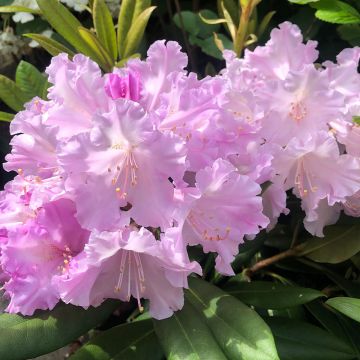 Rhododendron yakushimanum Caroline Allbrook - Rododendro Anão