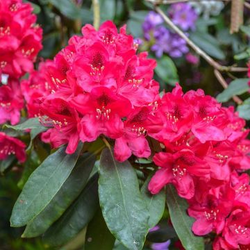 Rhododendron Elisabeth - Rododendro Anão