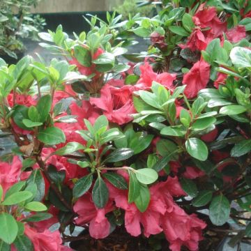 Azálea Japonesa Johanna