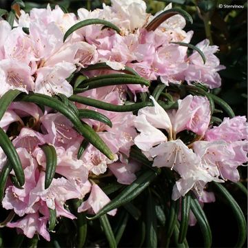 Rhododendron makinoi - Rododendro Anão