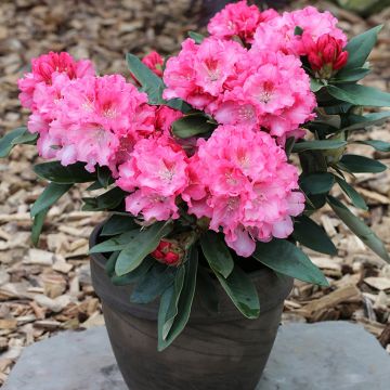 Rhododendron yakushimanum Tina Heinje - Rododendro Anão
