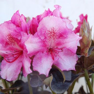 Rhododendron Choco & Pink - Rododendro