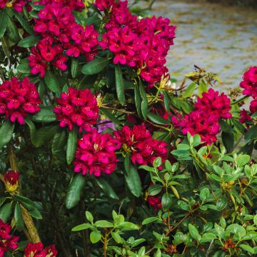 Rhododendron Midnight