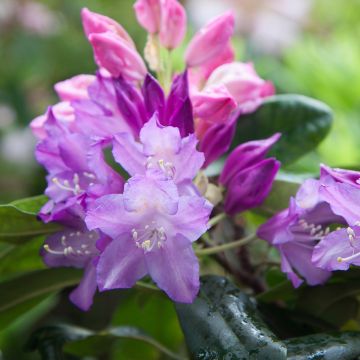 Rhododendron Saint Tudy