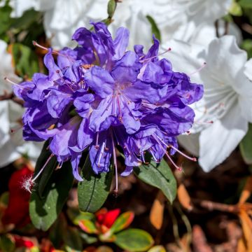 Rhododendron impeditum Select - Rododendro Anão