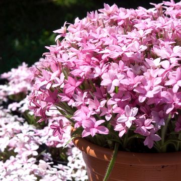 <i>Rhodoxis</i> 'Abigail'