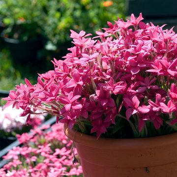 Rhodoxis 'Red Alert' Rhodoxis 'Red Alert'