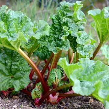 Ruibarbo Holsteiner Blut