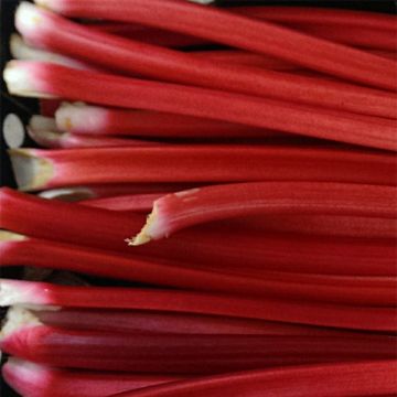 Ruibarbo Vermelho Livingstone plantas jovens