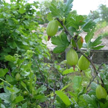 Groselheira-espinhosa Worcesterberry - Ribes uva-crispa