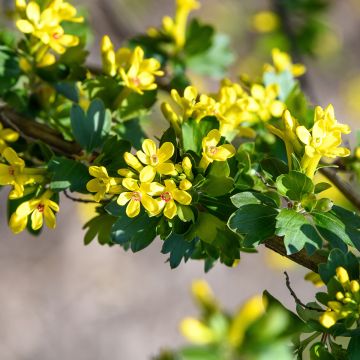 Ribes odoratum - Groselheira-dos-cravos