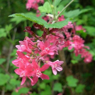 Groselheira-sanguínea - Ribes sanguineum