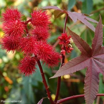 Ricinus communis Honolulu - Rícino