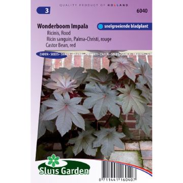 Ricinus communis Palma-Christi em sementes - Rícino