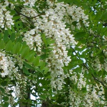 Robinia pseudoacacia - Acácia-bastarda