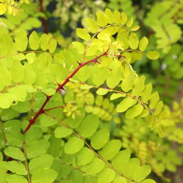 Robinia pseudoacacia Altdorf - Acácia-bastarda