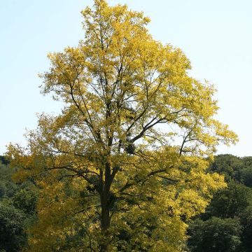 Robinia pseudoacacia Frisia - Acácia-bastarda