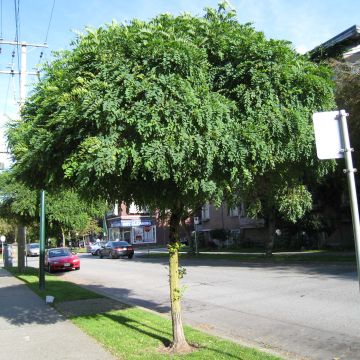 Robinia pseudoacacia Umbraculifera - Acácia-bastarda