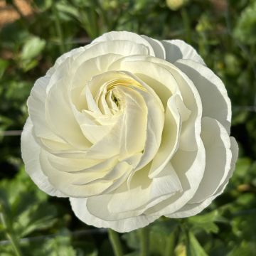 Ranúnculo Romance Courchevel - Ranunculus asiaticus