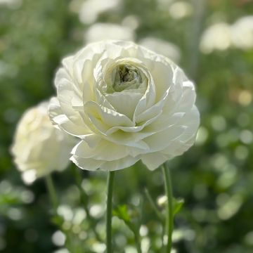 Ranúnculo Romance Montenvers - Ranunculus asiaticus