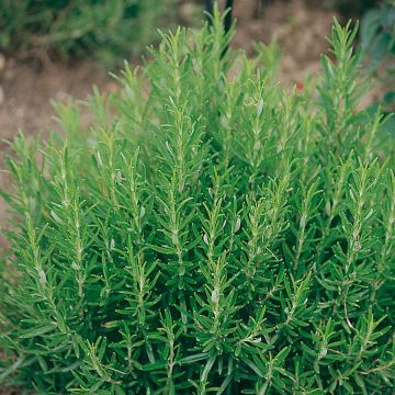Alecrim para Churrasco - Rosmarinus officinalis